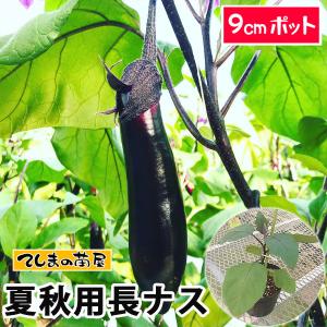 てしまの苗 夏秋栽培用接木長ナス 品種指定なし 9cmポット