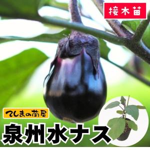 てしまの苗 ナス苗 泉州水ナス 断根接木苗 野菜苗 9cmポット