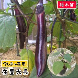 てしまの苗 ナス苗 庄屋大長 断根接木苗 野菜苗 9cmポット 人気 野菜苗｜teshimanonaeya