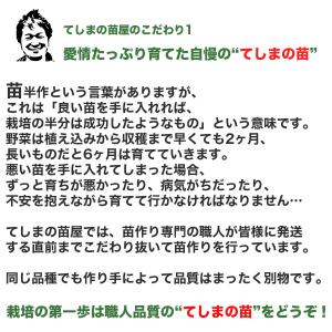 てしまの苗 ナス苗 とげなし千両2号 断根接木...の詳細画像5