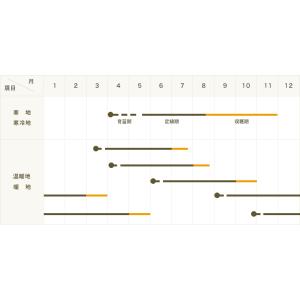 てしまの苗 ネギ苗 九条細ネギ 4株入りパック...の詳細画像3