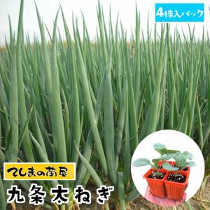 てしまの苗 ネギ苗 九条太ねぎ 4株入りパック 葉菜苗