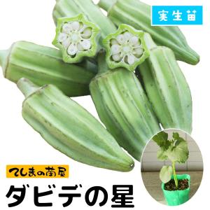 【てしまの苗】オクラ苗 ダビデの星 9cmポット...の商品画像
