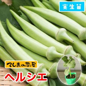 てしまの苗 オクラ苗 ヘルシエ 実生苗 野菜苗 9cmポット