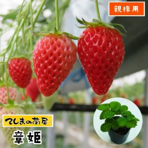 数量限定】果物の苗 紅ほっぺ イチゴ ・いちご苗 3ポットセット/3号