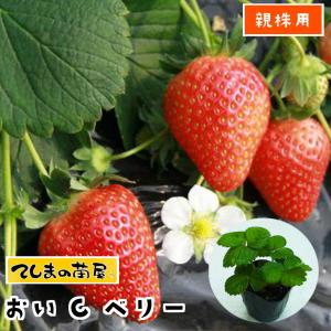 親株用イチゴ苗 おいCベリー　9ｃｍポット 人気