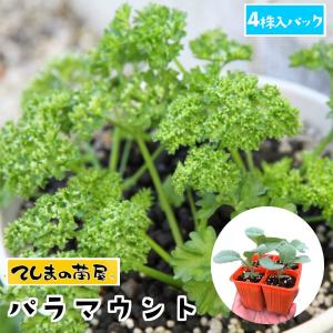 てしまの苗 パセリ苗 パラマウント 4株入りパック 葉菜苗 人気