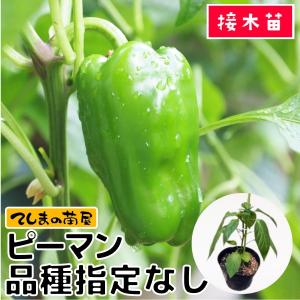 おすすめスイカ苗 接ぎ木 虎太郎 9cmポット : 種苗と園芸 農土花NODOKA