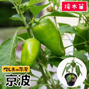てしまの苗 ピーマン苗 京波 断根接木苗 野菜苗 9cmポット 人気
