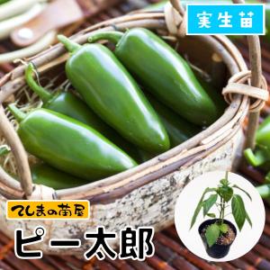 てしまの苗 ピーマン苗 ピー太郎 実生苗 野菜苗 9cmポット 人気