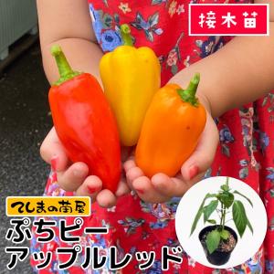 てしまの苗 カラーピーマン苗 ぷちピー アップルレッド 断根接木苗 野菜苗 9cmポット 人気
