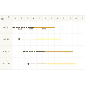 てしまの苗 ピーマン苗 とんがりパワー 断根接...の詳細画像3