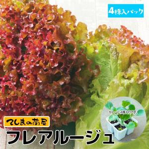 てしまの苗 サニーレタス苗 フレアルージュ 4株...の商品画像