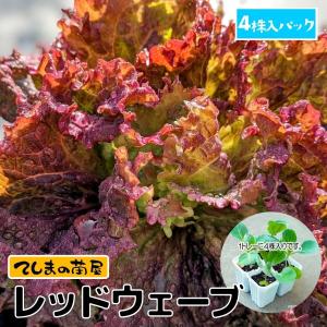 てしまの苗 リーフレタス苗　なんそうべに　4株入りパック　葉菜苗