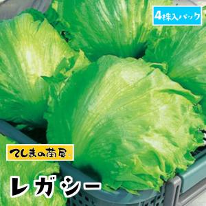 レタス苗　レガシー　4株入りパック　葉菜苗