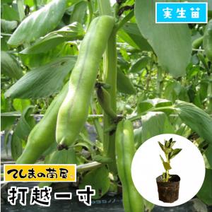 てしまの苗　ソラマメ　打越一寸　実生苗　野菜苗　9cmポット