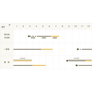 てしまの苗 ソラマメ 打越一寸 実生苗 野菜苗...の詳細画像1