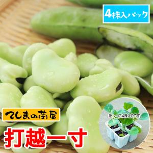令和8年度切り苗 幻の栗黄金芋 苗 10本 切り苗 ○さつまいも苗