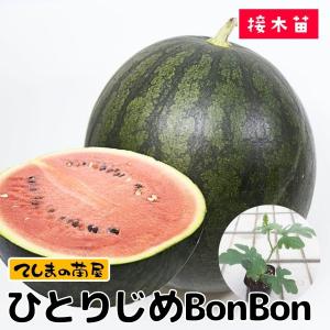 おすすめスイカ苗 接ぎ木 虎太郎 9cmポット : 種苗と園芸 農土花NODOKA