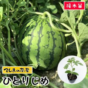 てしまの苗 小玉スイカ苗 ひとりじめ 断根接木苗 野菜苗 9cmポット 野菜苗｜teshimanonaeya