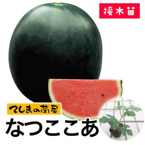 てしまの苗 スイカ苗 なつここあ 接木苗 野菜苗...の商品画像