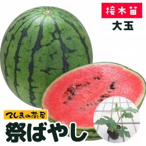 てしまの苗　スイカ苗　祭ばやし777　断根接木苗　野菜苗　9cmポット