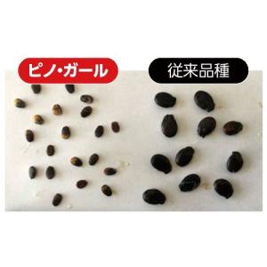てしまの苗 小玉スイカ苗 ピノガール 9cmポ...の詳細画像2