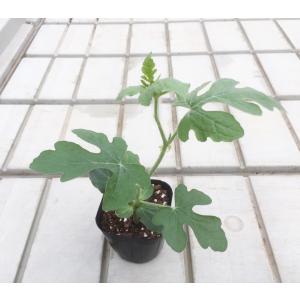 てしまの苗 スイカ苗 縞王 断根接木苗 野菜苗...の詳細画像1
