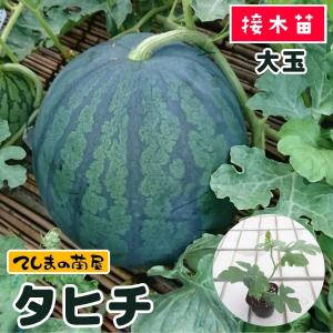てしまの苗 スイカ苗 タヒチ 断根接木苗 野菜苗 9cmポット
