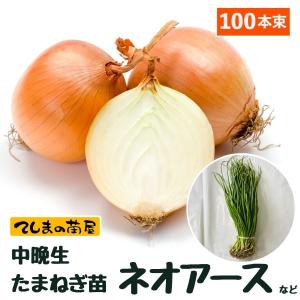 中晩成 たまねぎ苗 約100本束 ネオアース タマネギ苗 抜き苗 野菜苗 培土 種  ガーデニング 家庭菜園