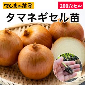 2026年作付け さつまいも苗 むらさき芋「ふくむらさき」切り苗20本