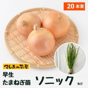 【予約受付中】 早生 たまねぎ苗 約20本束 ソニックまたは七宝 タマネギ苗 抜き苗 【野菜苗 培土 種 】 【ガーデニング】 【家庭菜園】