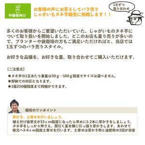 【てしまの苗】※2月上旬より順次発送 ジャガイ...の詳細画像2