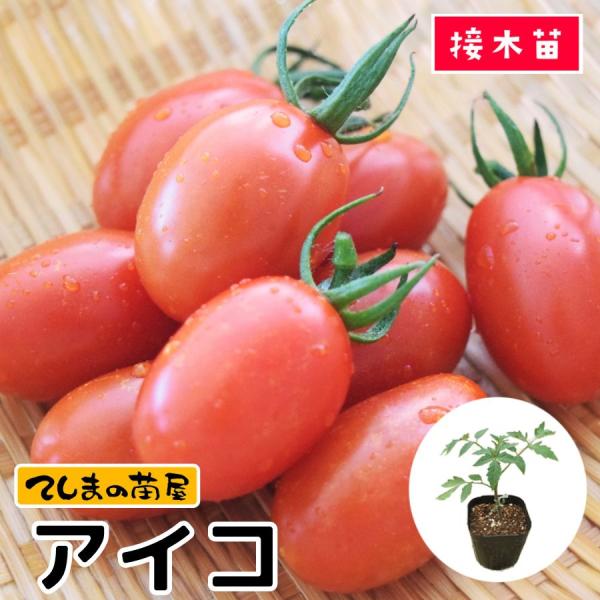 てしまの苗 ミニトマト苗 アイコ 断根接木苗 野菜苗 9cmポット人気野菜苗