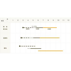 てしまの苗 ミニトマト苗 アイコ 断根接木苗 ...の詳細画像2
