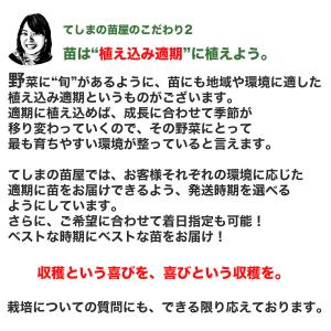 てしまの苗 ミニトマト苗 アイコ 断根接木苗 ...の詳細画像4