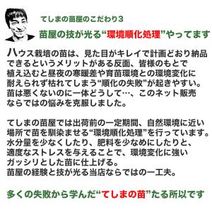 てしまの苗 ミニトマト苗 アイコ 断根接木苗 ...の詳細画像5