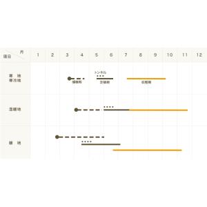 【てしまの苗】ミニトマト苗 チョコアイコ 断根...の詳細画像2