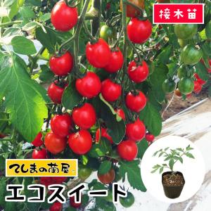 てしまの苗　ミニトマト苗　エコスイート　断根接木苗　野菜苗　9cmポット　野菜苗