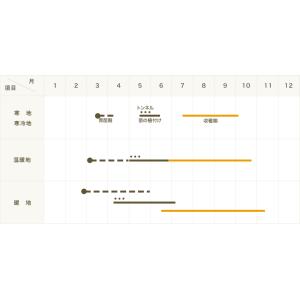 てしまの苗 ミニトマト苗 エコスイート 断根接...の詳細画像4