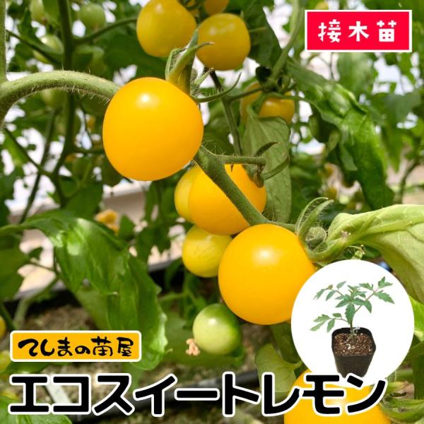 【てしまの苗】ミニトマト苗　エコスイートレモン　9ｃｍポット　断根接木苗