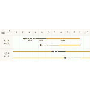 てしまの苗 中玉トマト エコスマイル 9cmポ...の詳細画像2