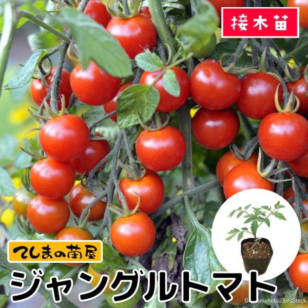 【てしまの苗】ミニトマト苗　ジャングルトマト　9ｃｍポット　断根接木苗