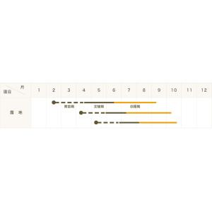 【てしまの苗】ミニトマト苗 ジャングルトマト ...の詳細画像2