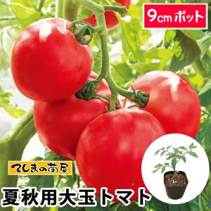 てしまの苗 夏秋栽培用接木大玉トマト （プロ農家・ハウス栽培向け）品種指定なし 9cmポット