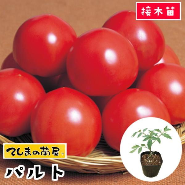 てしまの苗屋 - 大玉トマト｜Yahoo!ショッピング