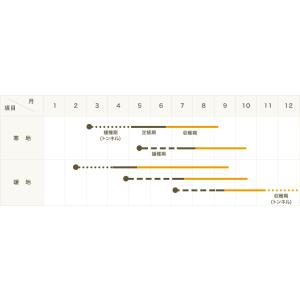 てしまの苗 ミニトマト苗 ピンキー 断根接木苗...の詳細画像2