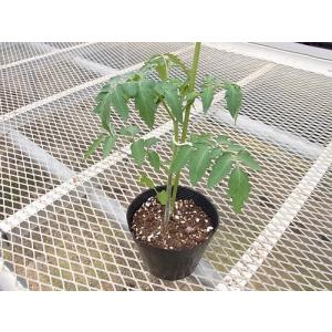 てしまの苗 ミニトマト苗 プレミアムルビー 断...の詳細画像2
