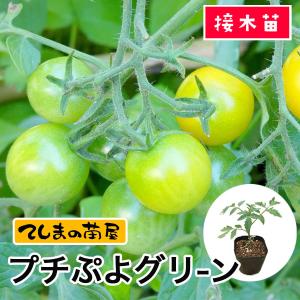 てしまの苗 ミニトマト苗 CFプチぷよグリーン 9cm 断根接木苗