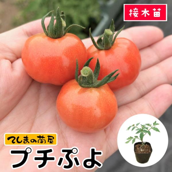 てしまの苗 ミニトマト苗 CFプチぷよ 断根接木苗 野菜苗 9cmポット人気野菜苗